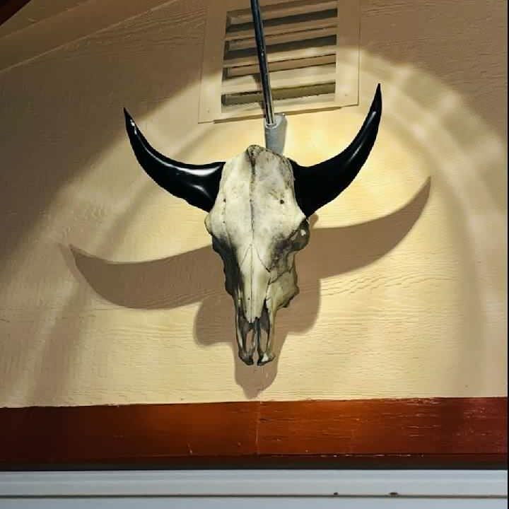 Deluxe Built cow skull metal horns on shed